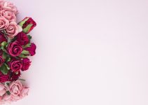 Quelle est la signification des roses quand on peut les offrir ?