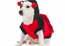 Comment déguiser son chien pour Halloween ?