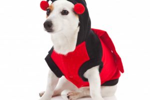Comment déguiser son chien pour Halloween ?