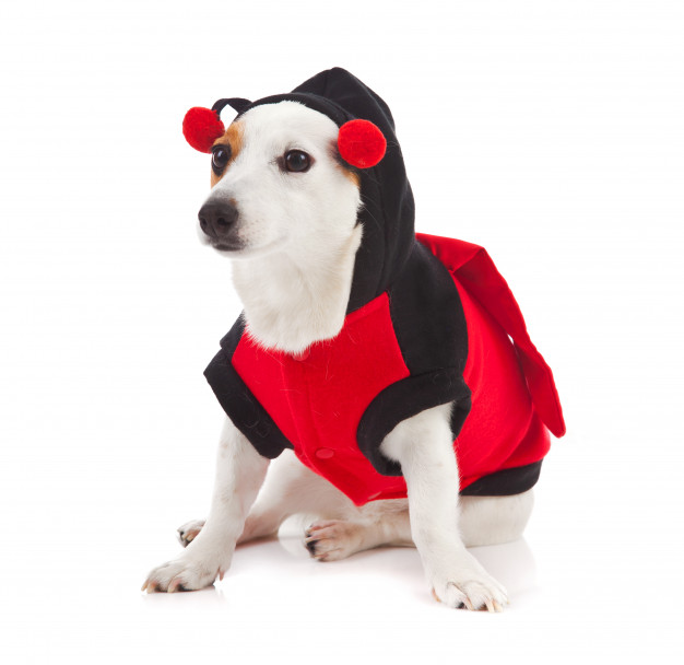Comment déguiser son chien pour Halloween ?