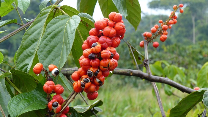 Quels sont les bienfaits du guarana ?